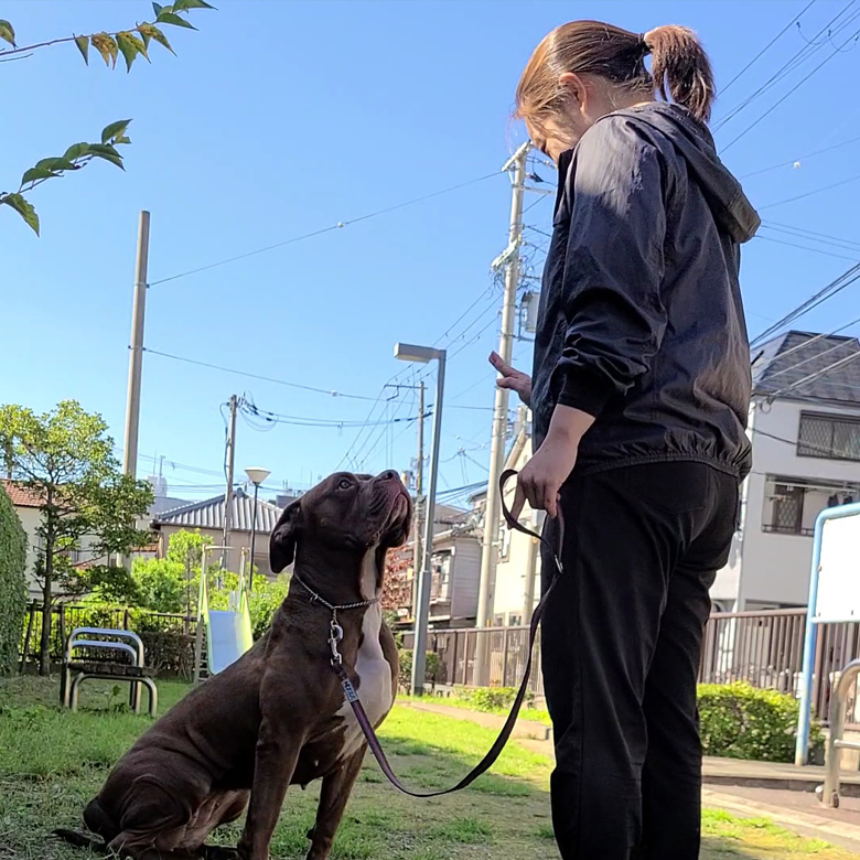 料金 ご利用案内 大阪市の犬のしつけ教室 出張ドッグトレーナーなら アンジュドッグ ペットホテルも運営しております