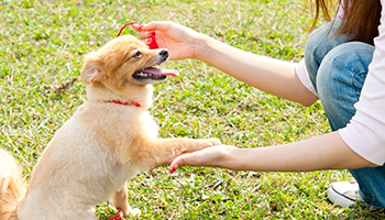 預かり犬のしつけ教室