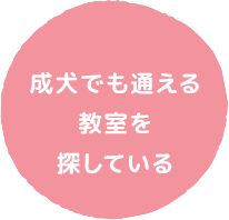 成犬でも通える教室を探している